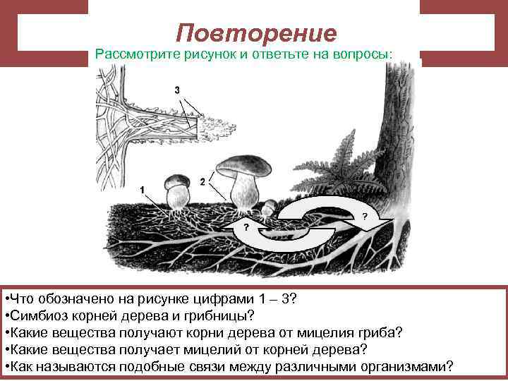 Повторение Рассмотрите рисунок и ответьте на вопросы: • Что обозначено на рисунке цифрами 1