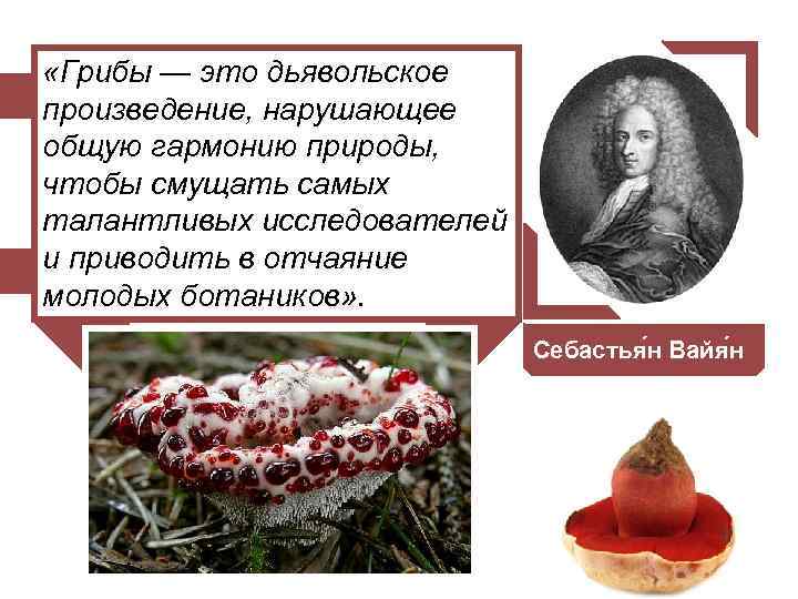  «Грибы — это дьявольское произведение, нарушающее общую гармонию природы, чтобы смущать самых талантливых