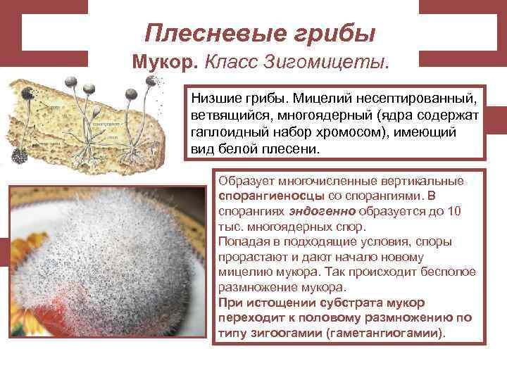 Плесневые грибы Мукор. Класс Зигомицеты. Низшие грибы. Мицелий несептированный, ветвящийся, многоядерный (ядра содержат гаплоидный
