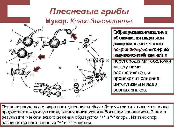 Плесневые грибы Мукор. Класс Зигомицеты. Образуется зигота с Гифы разных мицелиев многочисленными сближаются вздутыми