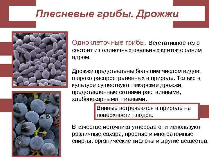 Плесневые грибы. Дрожжи Одноклеточные грибы. Вегетативное тело состоит из одиночных овальных клеток с одним
