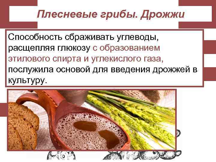 Плесневые грибы. Дрожжи Способность сбраживать углеводы, Размножаются почкованием. (!!!) Почка возникает на одном конце