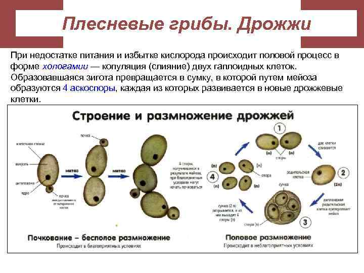 Плесневые грибы. Дрожжи При недостатке питания и избытке кислорода происходит половой процесс в форме