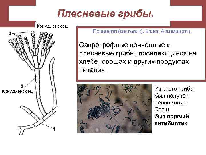 Какой тип питания характерен для плесени пеницилл рокфоровый изображенной на рисунке