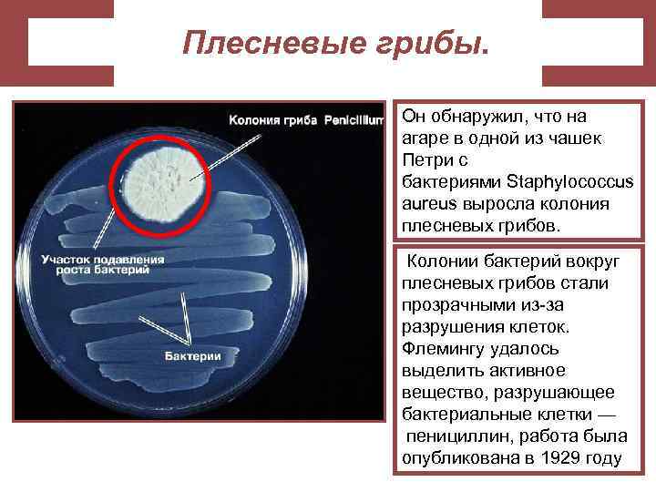 Плесневые грибы. Он обнаружил, что на агаре в одной из чашек Петри с бактериями
