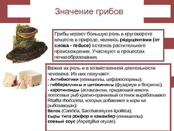 Значение грибов Грибы играют большую роль в круговороте веществ в природе, являясь редуцентами (от
