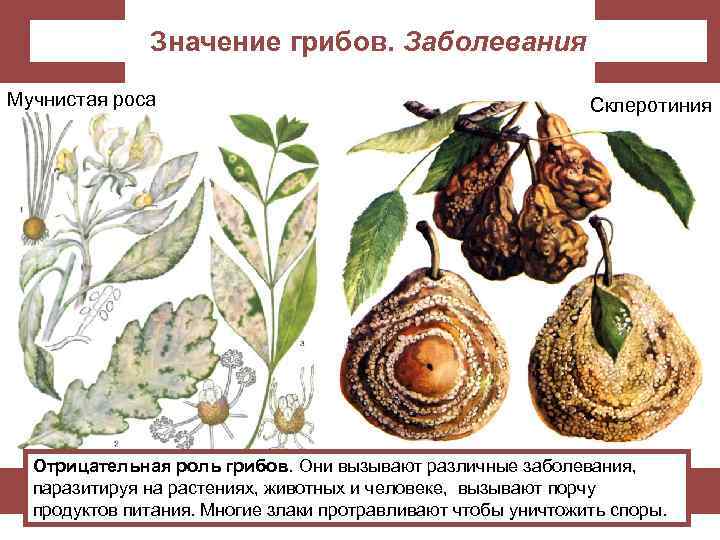 Значение грибов. Заболевания Мучнистая роса Склеротиния Отрицательная роль грибов. Они вызывают различные заболевания, паразитируя