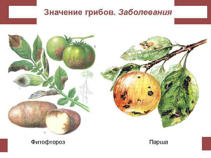 Значение грибов. Заболевания Фитофтороз Парша 