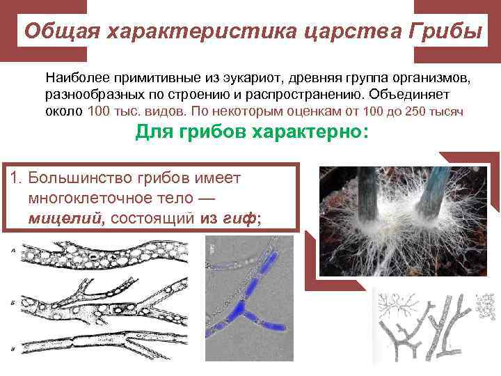 Общая характеристика царства Грибы Наиболее примитивные из эукариот, древняя группа организмов, разнообразных по строению