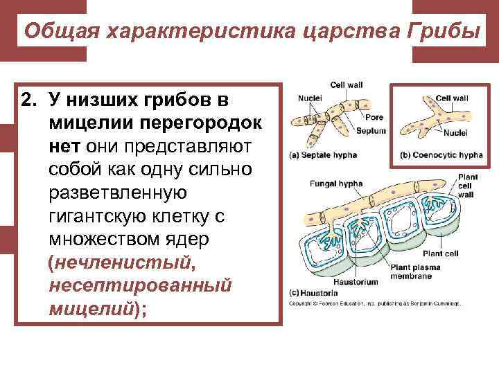 Общая характеристика царства Грибы 2. У низших грибов в мицелии перегородок нет они представляют