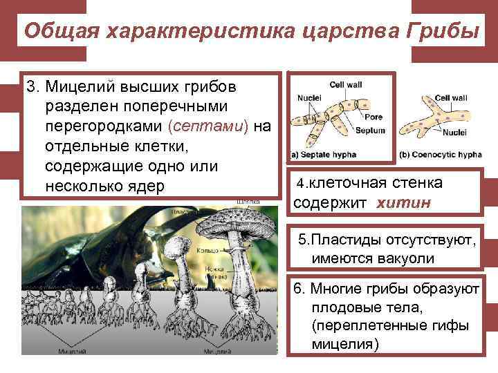 Общая характеристика царства Грибы 3. Мицелий высших грибов разделен поперечными перегородками (септами) на отдельные