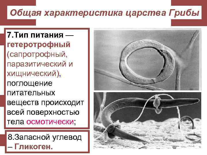 Общая характеристика царства Грибы 7. Тип питания — гетеротрофный (сапротрофный, паразитический и хищнический), поглощение
