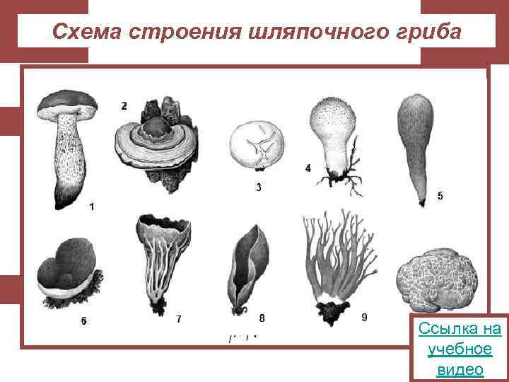 Схема строения шляпочного гриба Ссылка на учебное видео 
