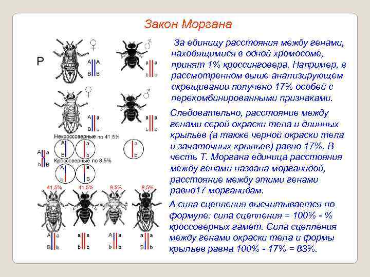 Скрещивание хромосом