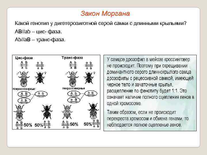 Закон Моргана Какой генотип у дигетерозиготной серой самки с длинными крыльями? АВ//ab – цис-