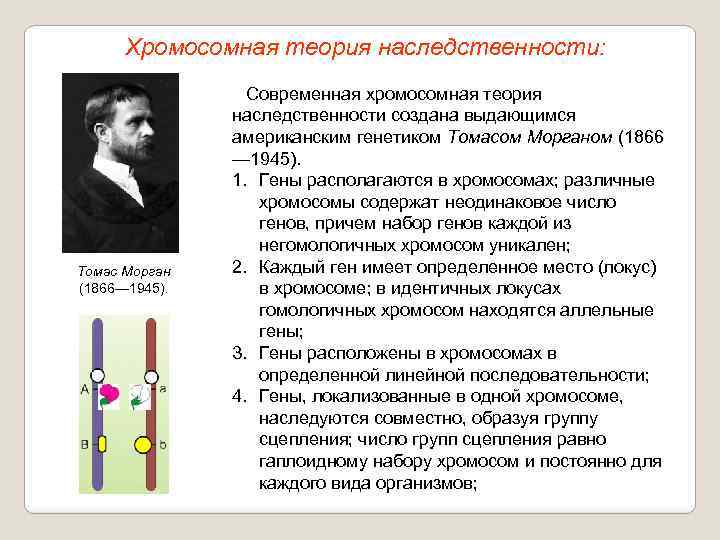 Хромосомная теория наследственности сцепленное наследование генов 10 класс презентация