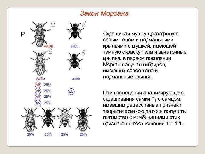 Закон Моргана Скрещивая мушку дрозофилу с серым телом и нормальными крыльями с мушкой, имеющей