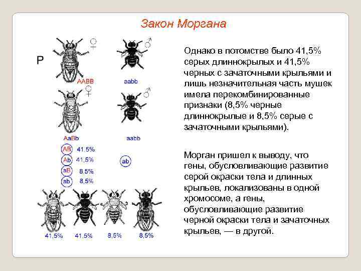 Закон Моргана Однако в потомстве было 41, 5% серых длиннокрылых и 41, 5% черных