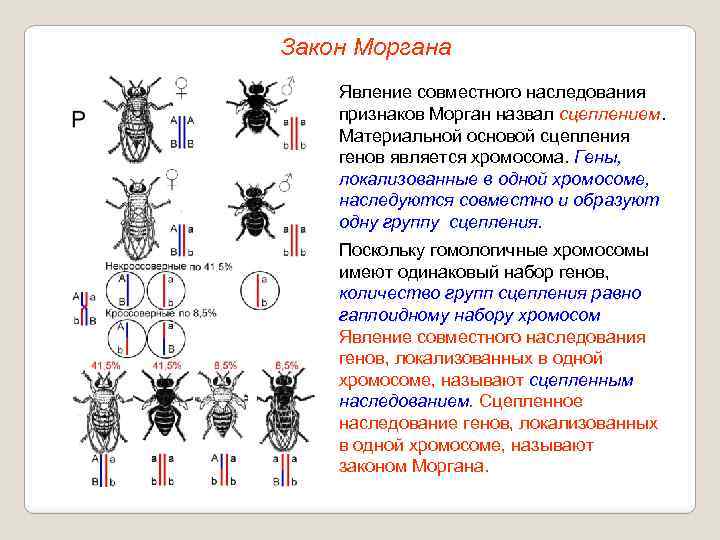 Сцепленное наследование признаков закон т моргана презентация 9 класс