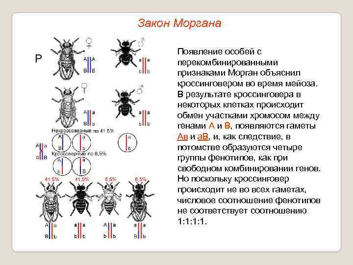 Закон Моргана Появление особей с перекомбинированными признаками Морган объяснил кроссинговером во время мейоза. В