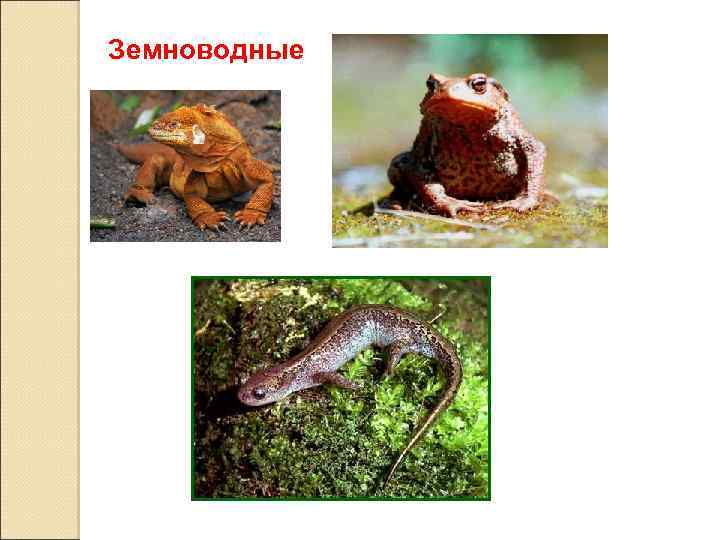Земноводные 