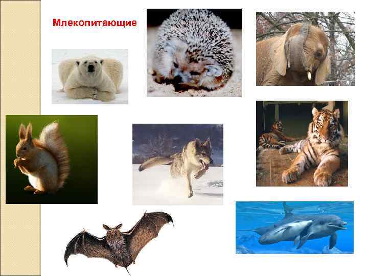 Млекопитающие 