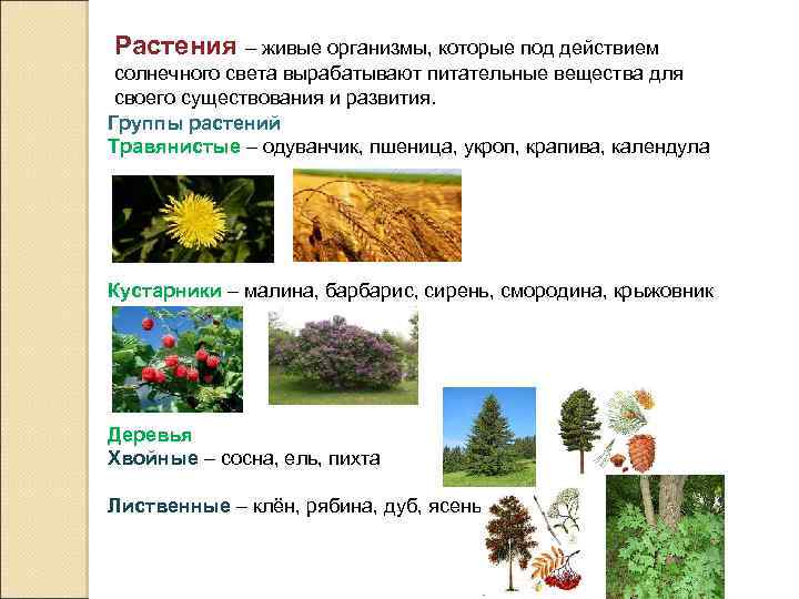 Окружающий мир 4 класс повторение изученного презентация