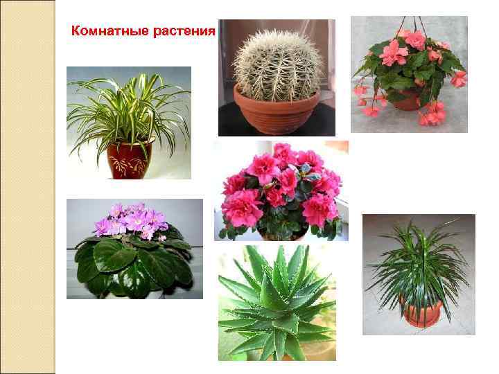 Комнатные растения 