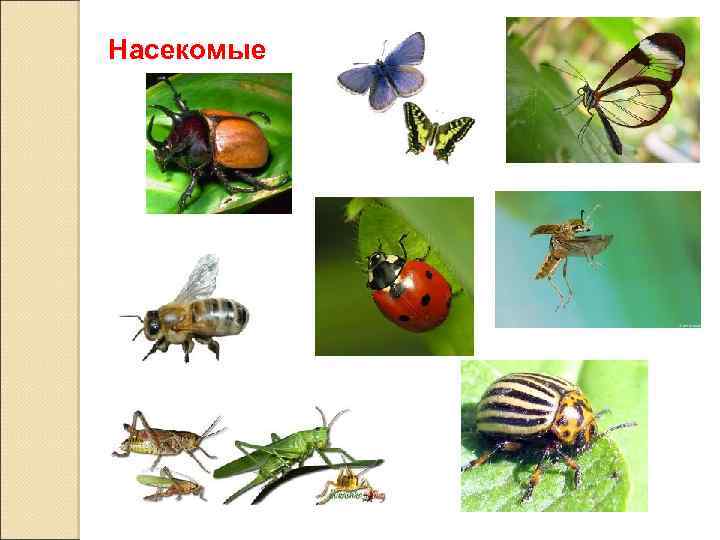 Насекомые 
