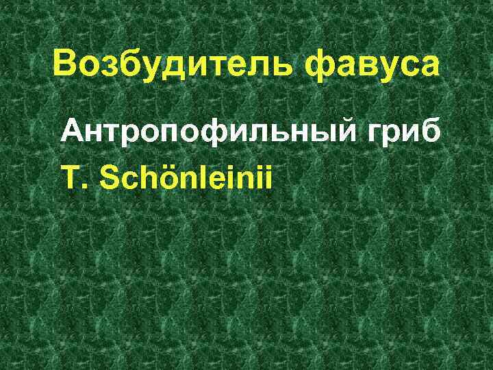 Возбудитель фавуса Антропофильный гриб T. Schönleinii 