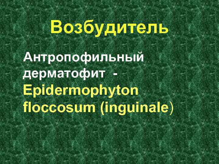 Возбудитель Антропофильный дерматофит - Epidermophyton floccosum (inguinale) 