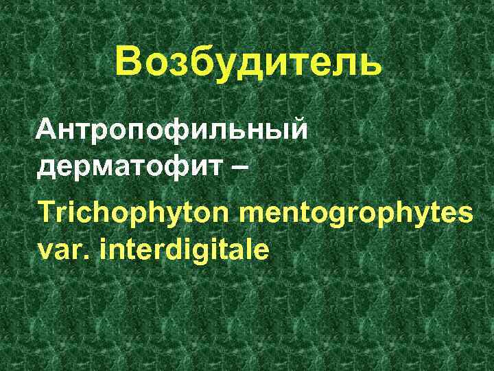 Возбудитель Антропофильный дерматофит – Trichophyton mentogrophytes var. interdigitale 