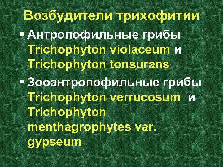 Возбудители трихофитии § Антропофильные грибы Trichophyton violaceum и Trichophyton tonsurans § Зооантропофильные грибы Trichophyton