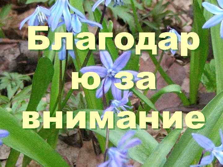 Благодар ю за внимание 
