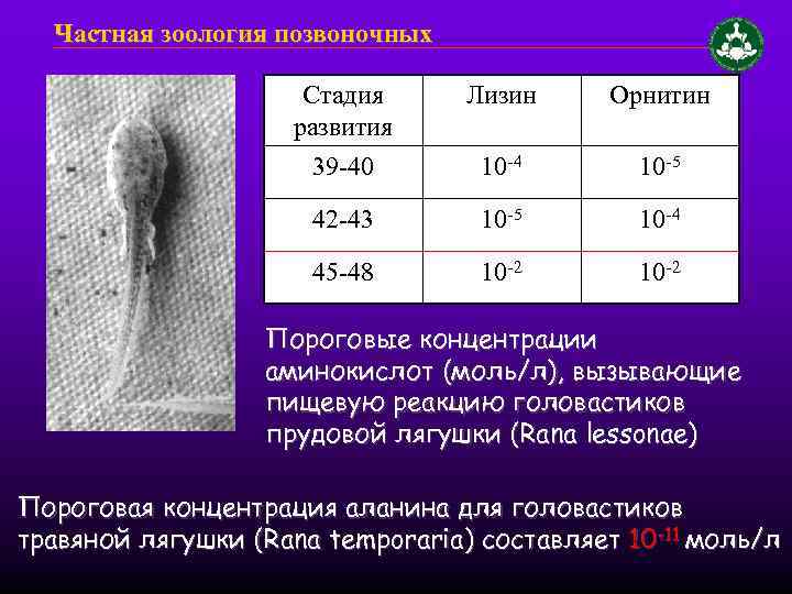 Частная зоология позвоночных Стадия развития Лизин Орнитин 39 -40 10 -4 10 -5 42