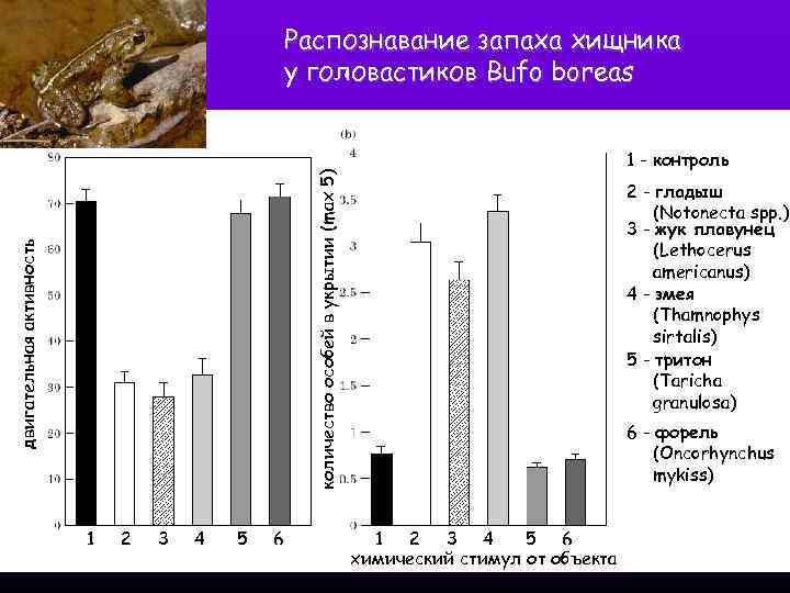 Распознавание запаха хищника у головастиков Bufo boreas двигательная активность количество особей в укрытии (max