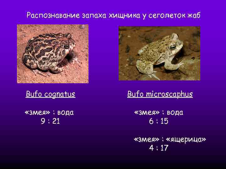Распознавание запаха хищника у сеголеток жаб Bufo cognatus Bufo microscaphus «змея» : вода 9