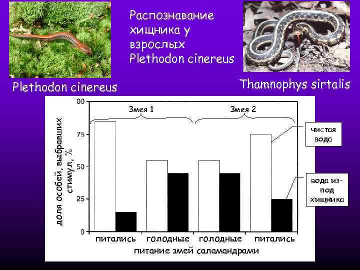 Распознавание хищника у взрослых Plethodon cinereus Thamnophys sirtalis Plethodon cinereus Змея 2 доля особей,