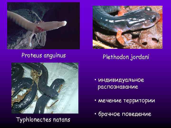 Proteus anguinus Plethodon jordani • индивидуальное распознавание • мечение территории Typhlonectes natans • брачное