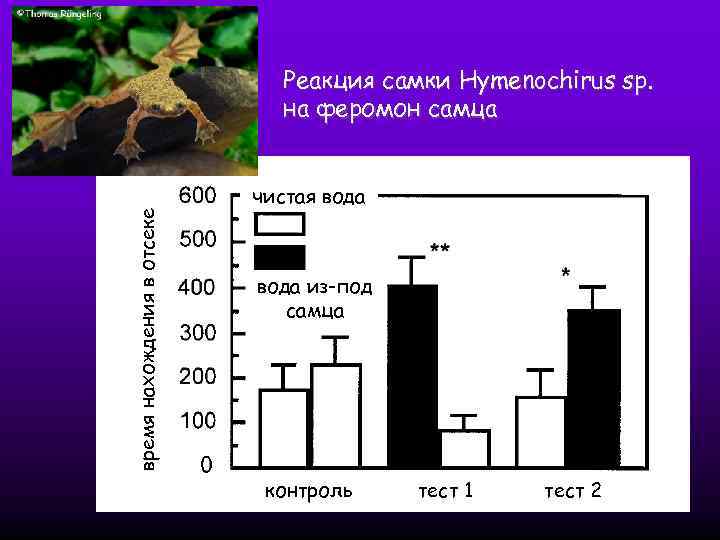 время нахождения в отсеке Реакция самки Hymenochirus sp. на феромон самца чистая вода из-под