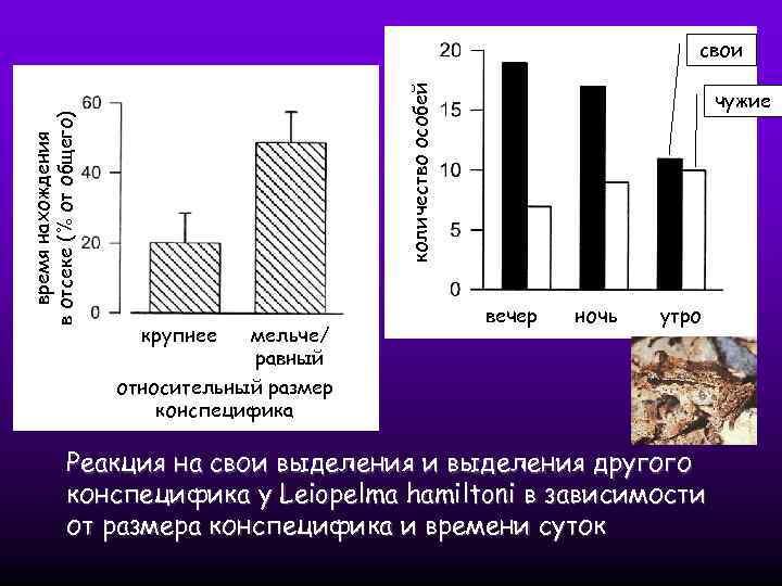 количество особей время нахождения в отсеке (% от общего) свои крупнее мельче/ равный относительный