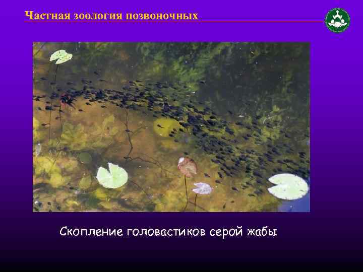 Частная зоология позвоночных Скопление головастиков серой жабы 