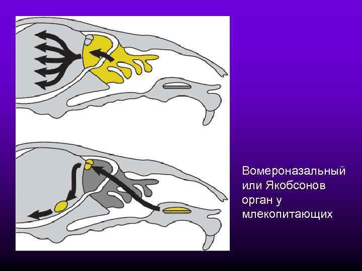 Вомероназальный орган презентация