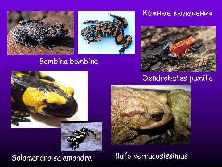 Кожные выделения Bombina bombina Dendrobates pumilio Salamandra salamandra Bufo verrucosissimus 