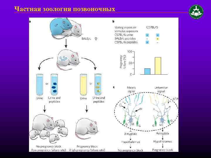Частная зоология позвоночных 