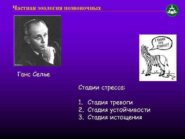 Частная зоология позвоночных Ганс Селье Стадии стресса: 1. Стадия тревоги 2. Стадия устойчивости 3.