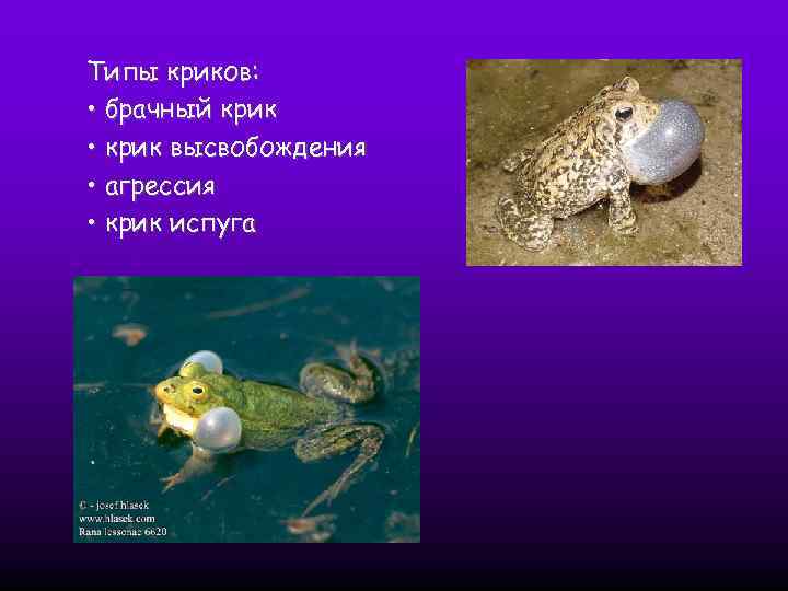 Типы криков: • брачный крик • крик высвобождения • агрессия • крик испуга 