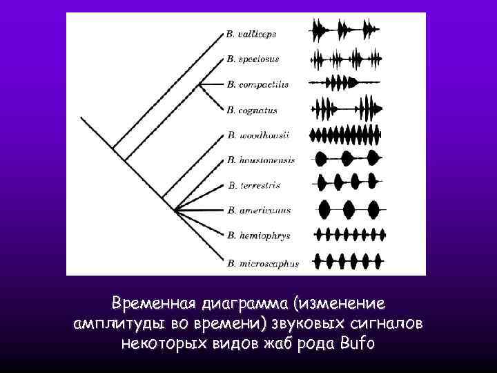 Временная диаграмма (изменение амплитуды во времени) звуковых сигналов некоторых видов жаб рода Bufo 