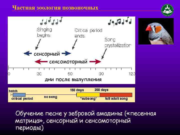 Частная зоология позвоночных сенсорный сенсомоторный дни после вылупления Обучение песне у зебровой амадины (