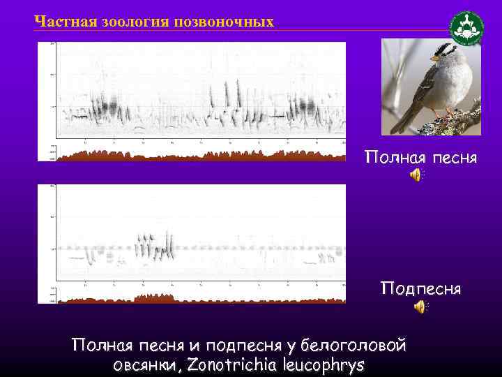 Частная зоология позвоночных Полная песня Подпесня Полная песня и подпесня у белоголовой овсянки, Zonotrichia